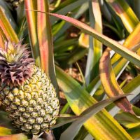 pineapple-plant-field.jpg.653x0_q80_crop-smart 