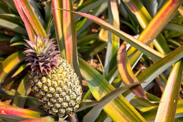 pineapple-plant-field.jpg.653x0_q80_crop-smart